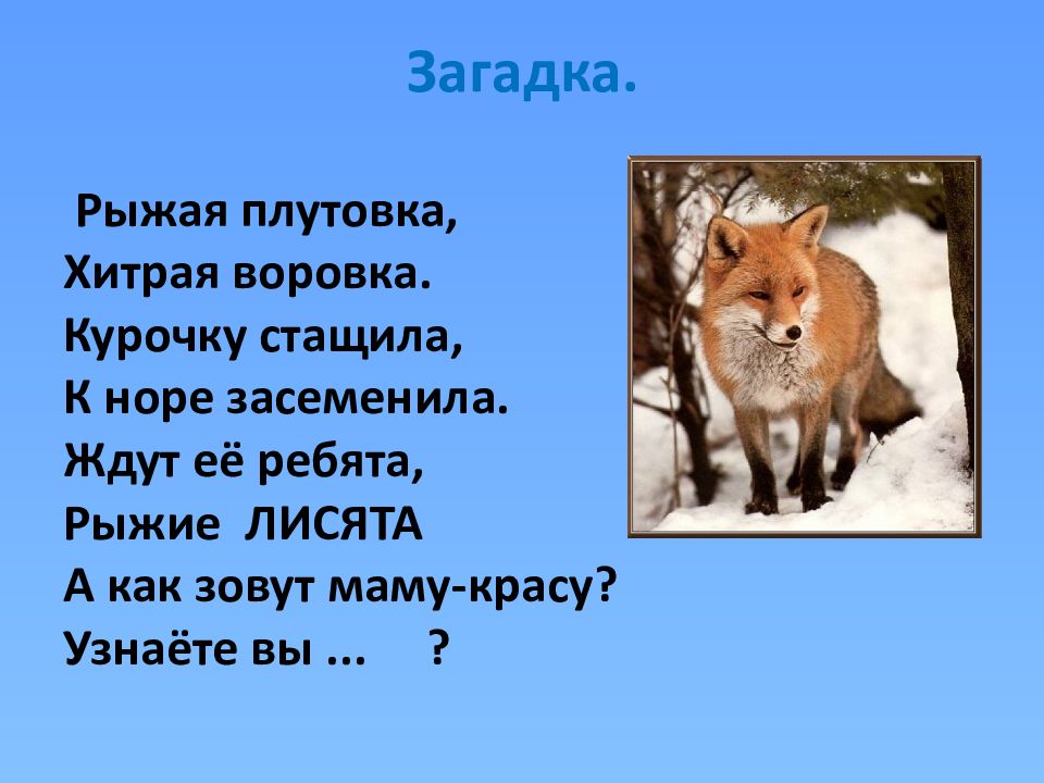 Загадка про лису. Загадка о лисе. Загадка про лисичку. Лиса загадка для детей.