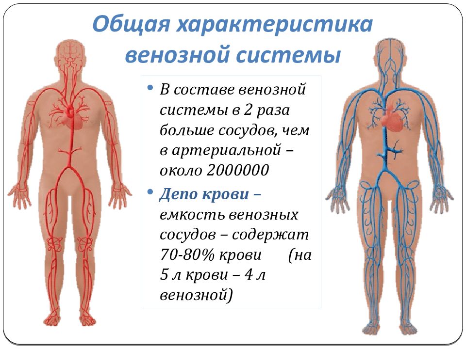 Вены функции