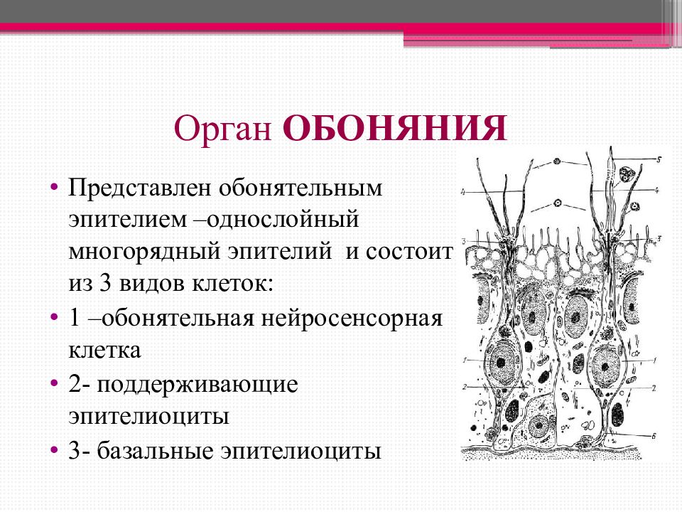 Орган слуха и равновесия презентация гистология