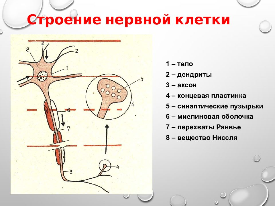 Биохимия нервной ткани презентация