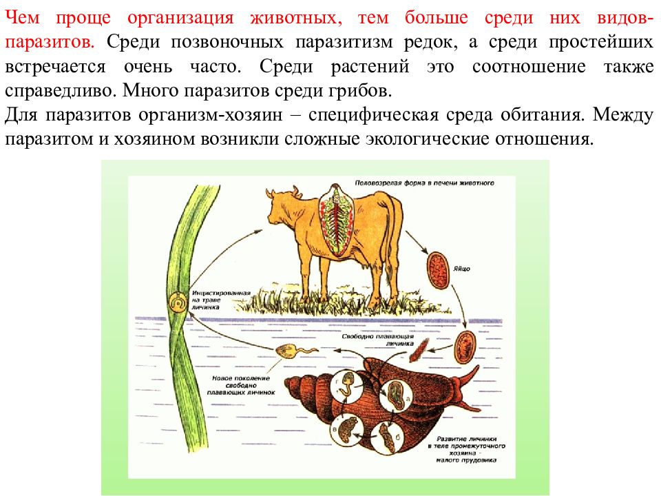 Организация животного. Во что организовываются животные и растения.