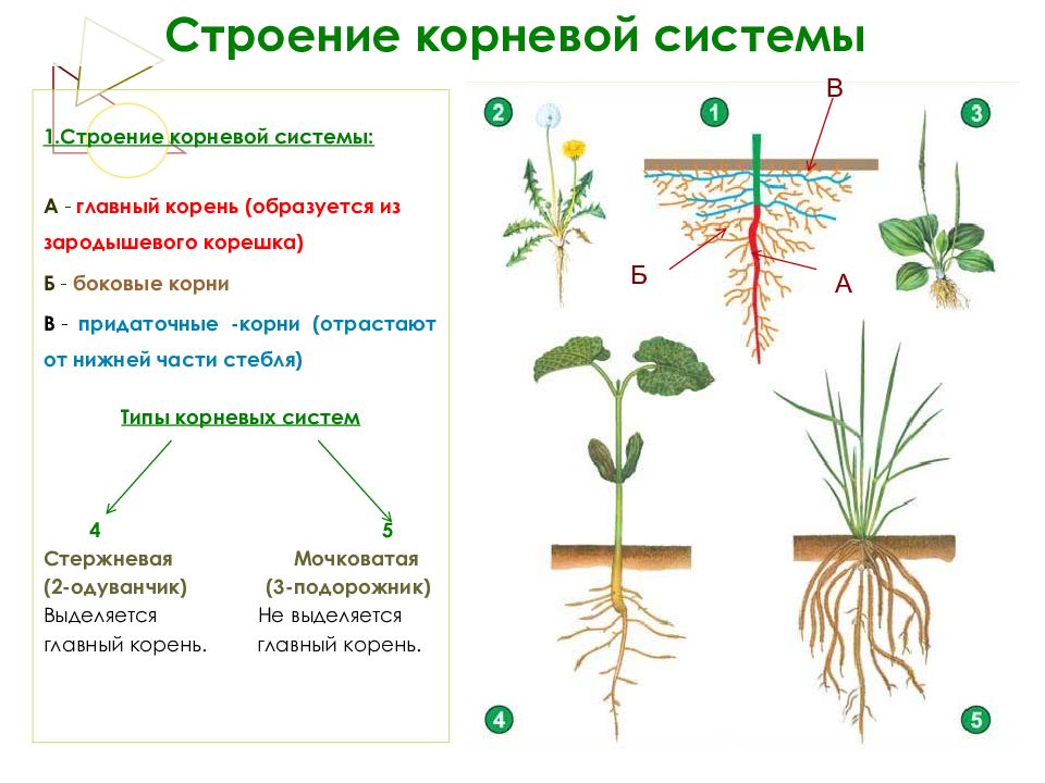 Боковые корни у растений. Строение корневой системы. Строение стержневой корневой системы. Рисунок строение корневых систем. Строение корневой системы схема.