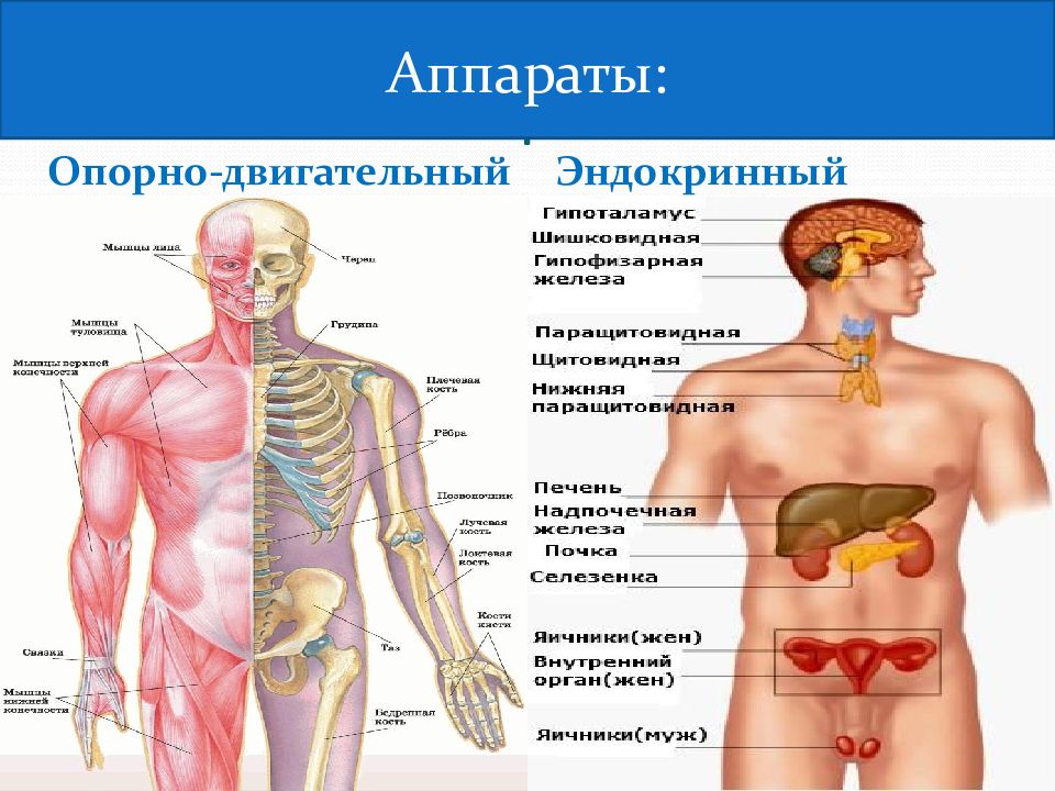 Уроки органа