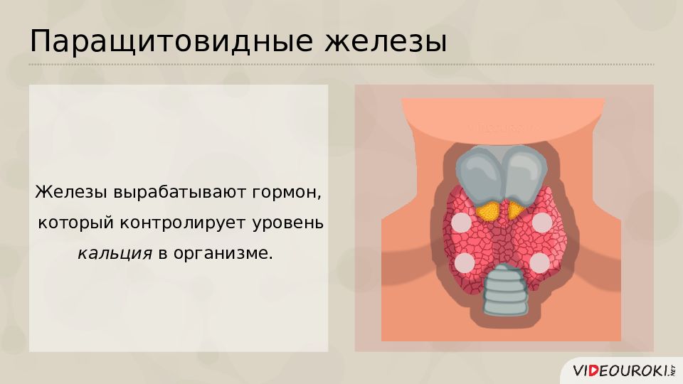 Паращитовидные железы гормоны. Железы внутренней секреции паращитовидная железа. Паращитовидная железа вырабатывает. Околощитовидные железы вырабатывают гормон. Гормоны паращитовидной железы.