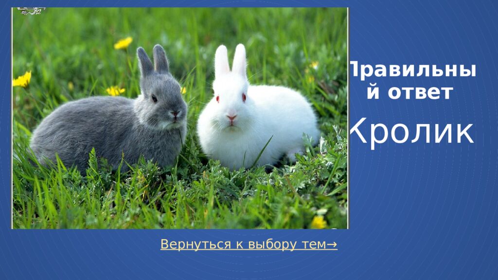 Правильный ответ Кролик