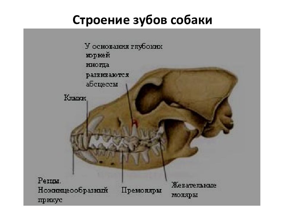 Название зубов собаки схема