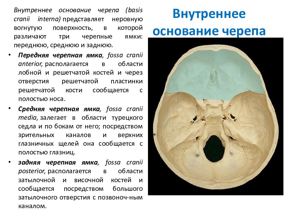 Мозговое основание черепа. Черепные ямки внутреннего основания черепа. Внутреннее основание черепа кратко. Внутреннее основание черепа анатомия. Внутренняя поверхность основания черепа.