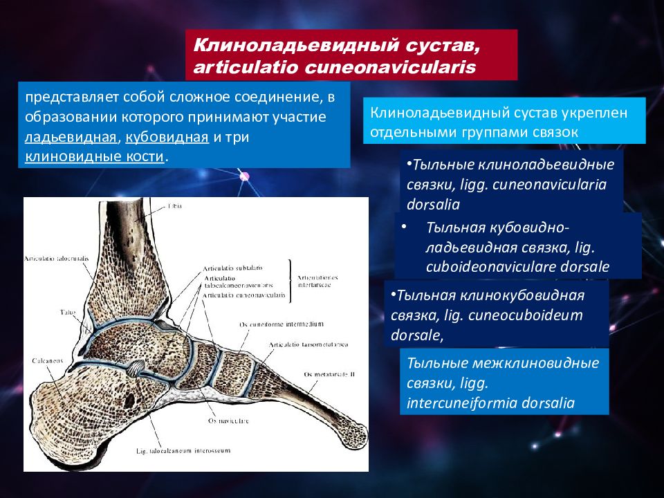 В образовании кости участвуют. Ладьевидно-клиновидный сустав. Ладьевидно-клиновидный сустав стопы. Таранно-ладьевидный сустав классификация. Пяточно-кубовидный сустав вид сустава.