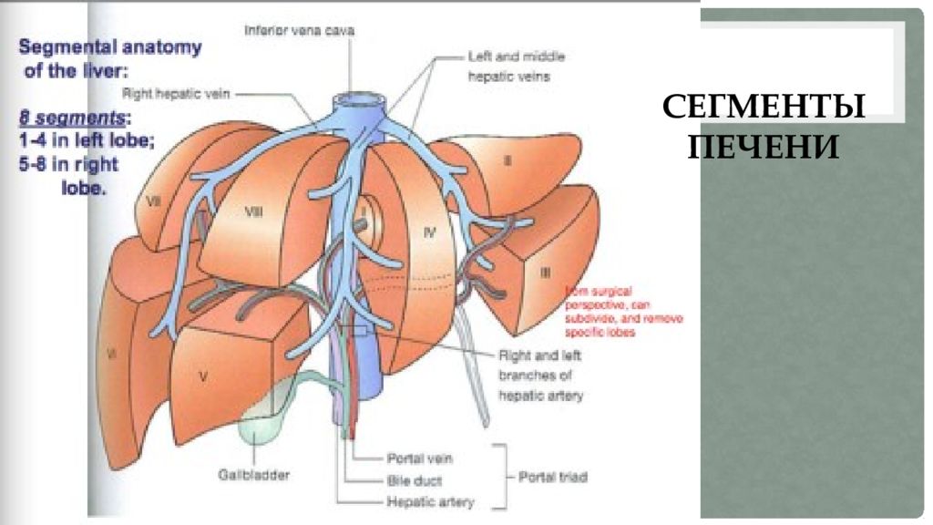 Сегменты печени рисунок