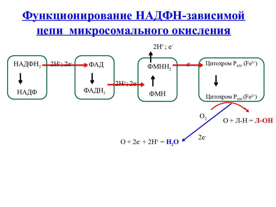 Биохимические аспекты