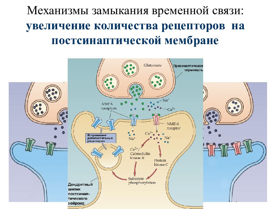 Временной связи. Механизм формирования и замыкания временных связей. Механизмы замыкания временной связи физиология. Механизм замыкания временной связи кратко. Гипотезы о механизме замыкания временной связи.