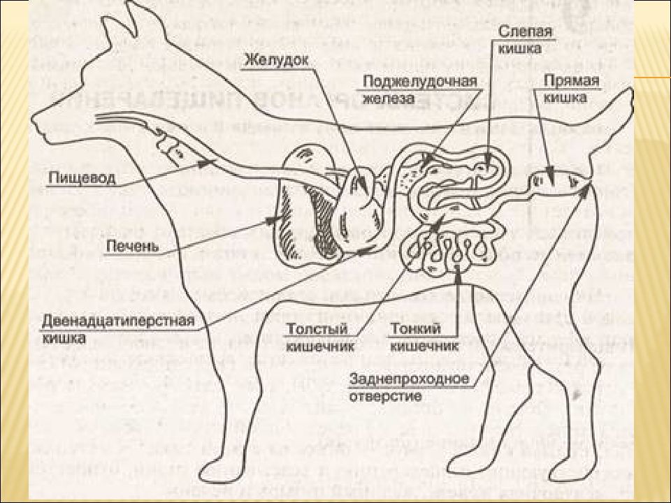 Органы у собаки схема