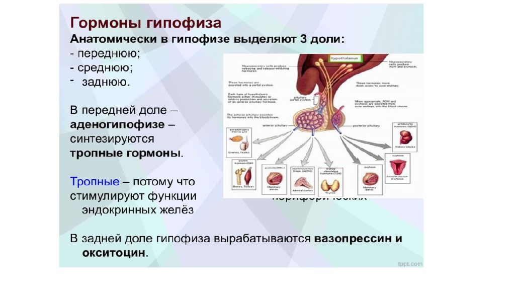 Перечислите доли гипофиза. Гормоны передней доли гипофиза. Гормоны средней доли гипофиза. Соматотропный гормон передней доли гипофиза. Гормоны задней доли гипофиза.