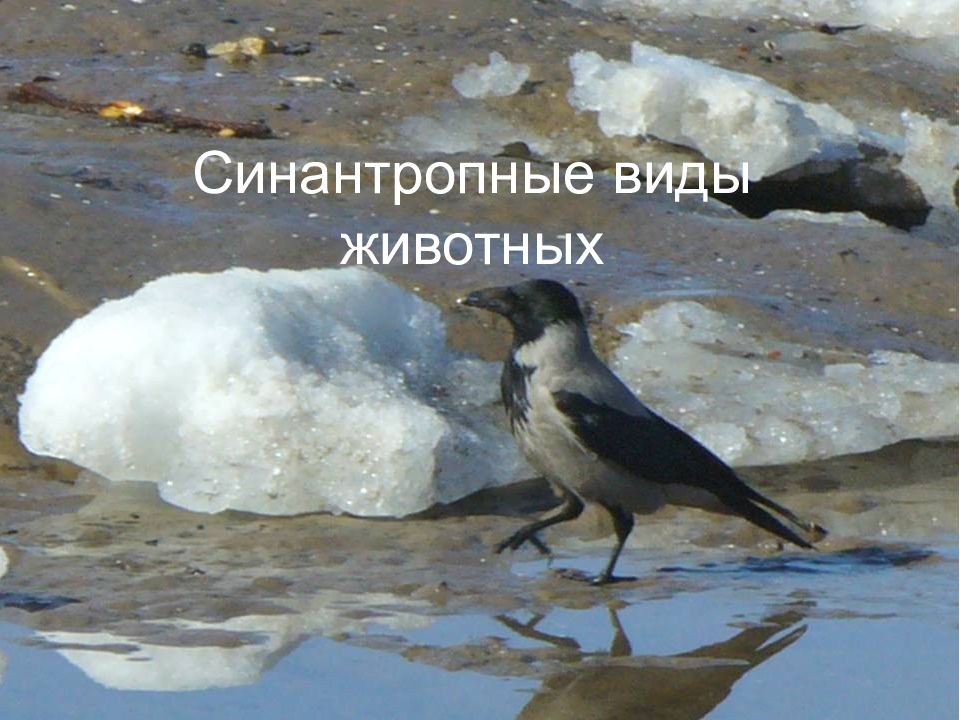 Водные и синантропные животные презентация