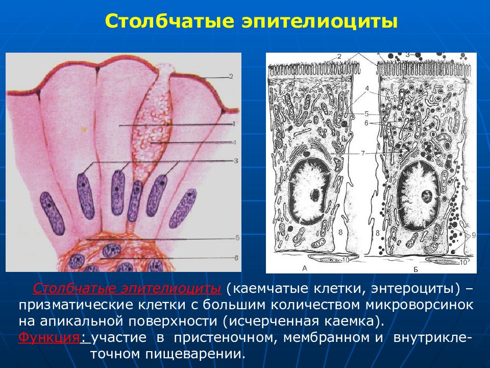 Клетки эпителия кишечника рисунок