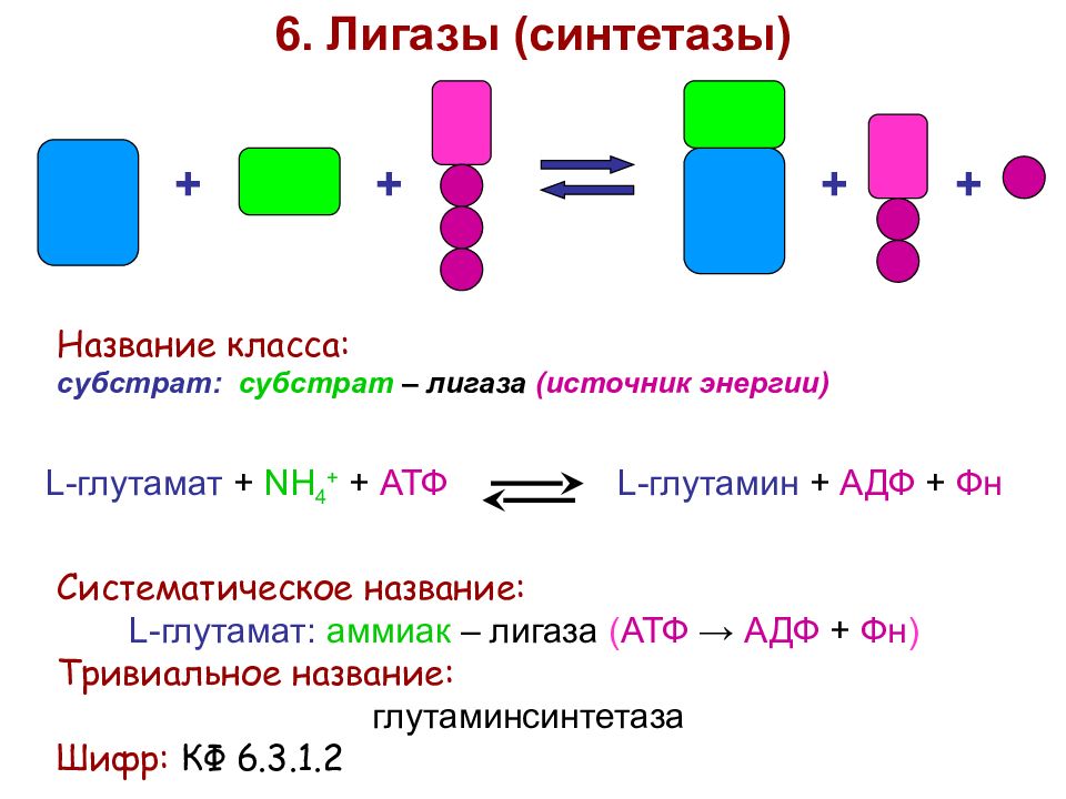 Лигазы это. Лигазы ферменты. Лигаза фермент функции. Лигазы схема реакций. Лигазы синтетазы примеры реакций.