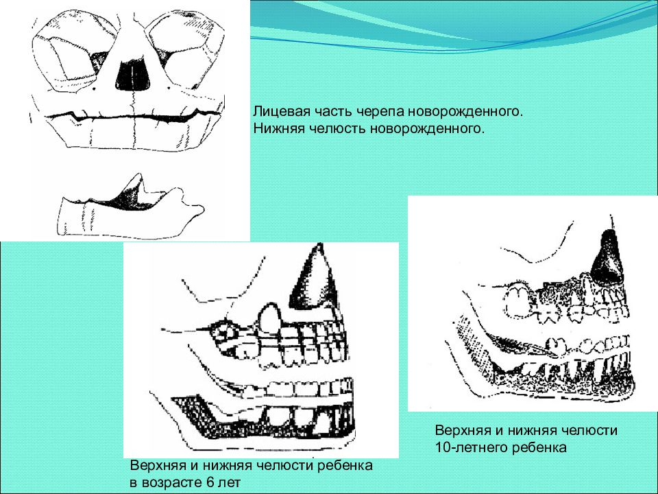 Нижняя челюсть ребенка. Нижняя челюсть новорожденного. Строение челюстей новорожденного. Строение челюсти ребенка. Строение нижней челюсти у новорожденного.