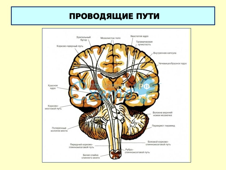 Пути анатомия