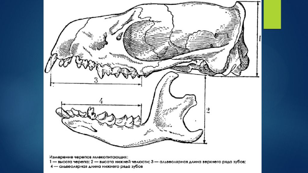 Класс млекопитающие череп. Строение скелета черепа млекопитающих. Зубная система млекопитающих анатомия. Промеры черепа млекопитающих. Строение челюсти кролика анатомия.