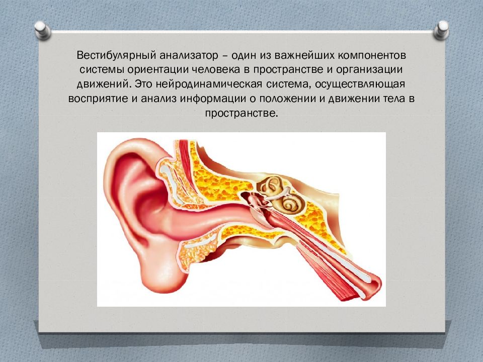 Презентация на тему слуховой аппарат