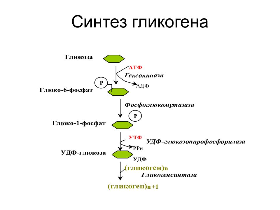 Синтез гликогена биохимия презентация