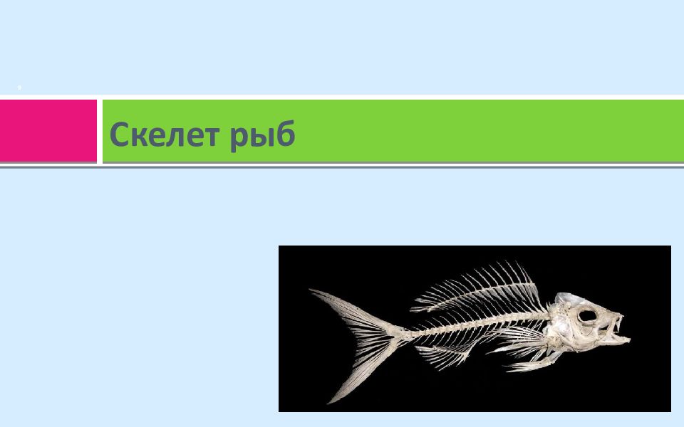 Функции скелета рыбы. Скелет рыбы. Скелет рыбы таблица. Скелет рыбки. Особенности скелета рыб.