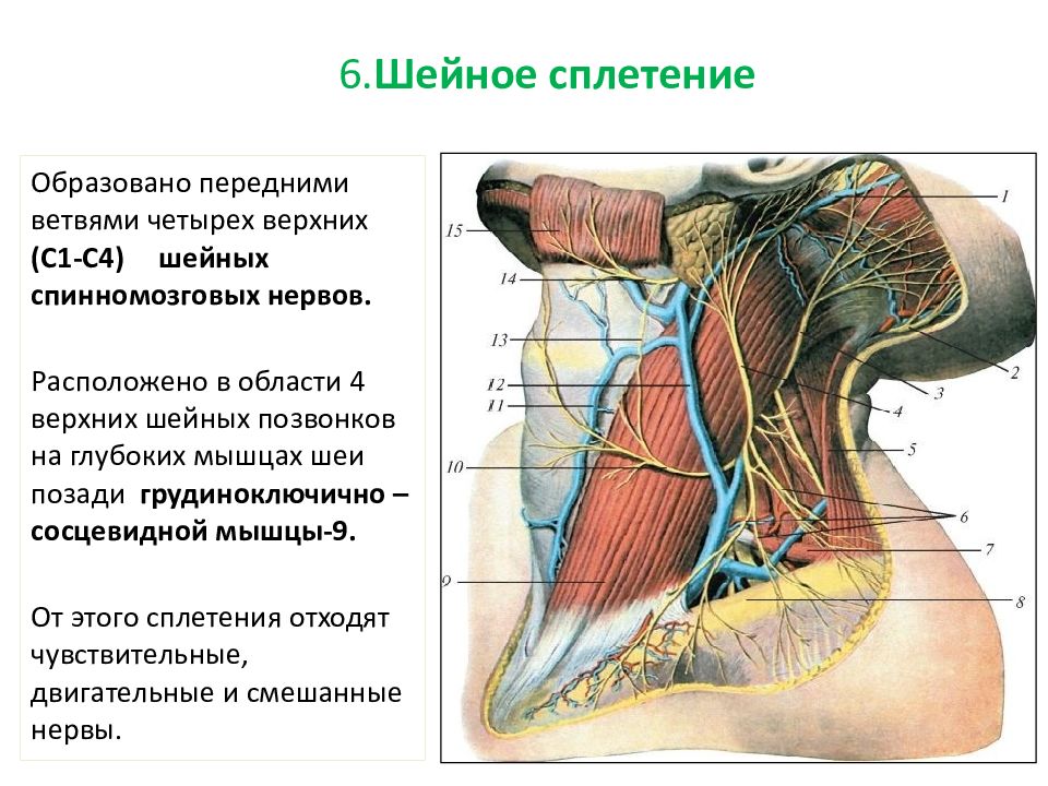 Шейное сплетение нервы. Ветви шейного сплетения анатомия. Шейное сплетение иннервация. Шейное сплетение схема. Мышечные ветви шейного сплетения.