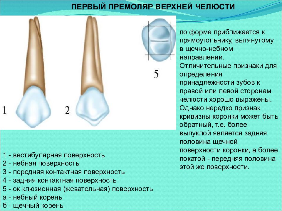 Поверхности зубов в стоматологии схема