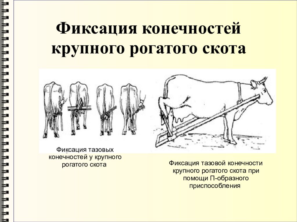 От крупного рогатого скота получают. Фиксация тазовых конечностей коровы. Фиксация тазовой конечности у КРС. Фиксация грудной конечности КРС. Фиксация задних конечностей коровы.