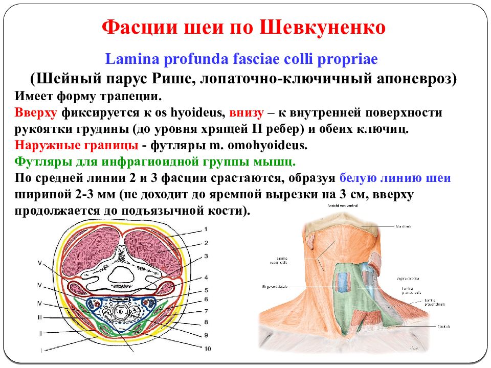 Фасции головы и шеи. Топография шеи. Белая линия шеи анатомия. Мышцы фасции и топография головы и шеи. Топография шеи презентация.