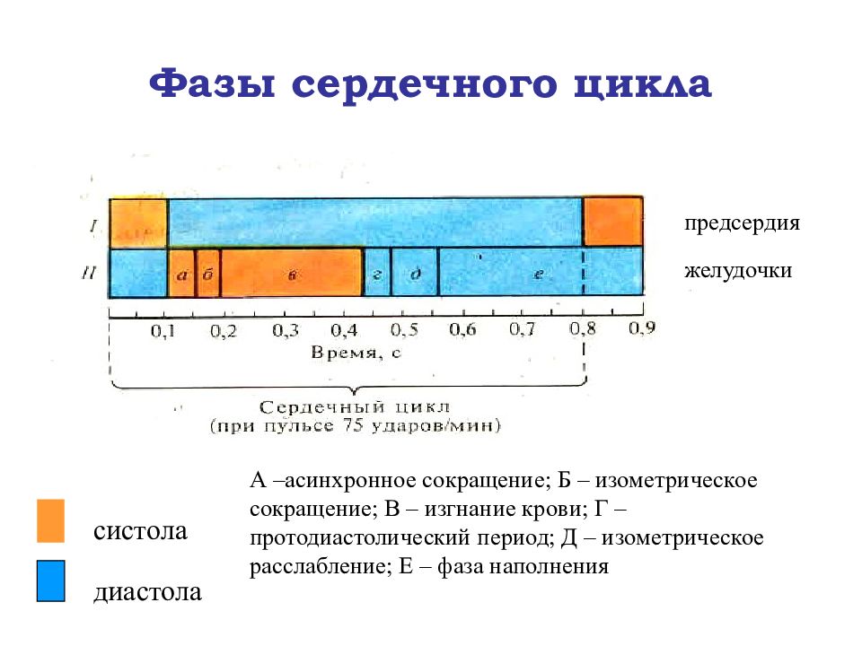 Диаграмма изменения давления и объема крови в желудочках сердца во время сердечного цикла