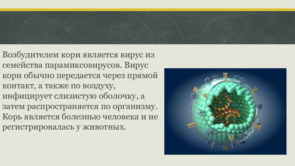 Вирус возбудителя кори. Возбудитель кори строение. Корь структура вируса. Вирус кори возбудитель. Вирус кори РНК.