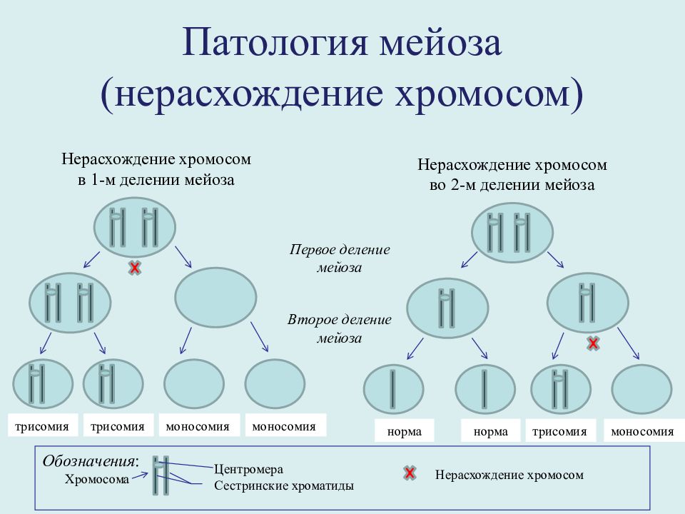 Хромосомы в первом делении мейоза. Механизмы геномных мутаций. Структура сетевого маркетинга схема. Механизмы возникновения геномных мутаций. Построение структуры в сетевом маркетинге.