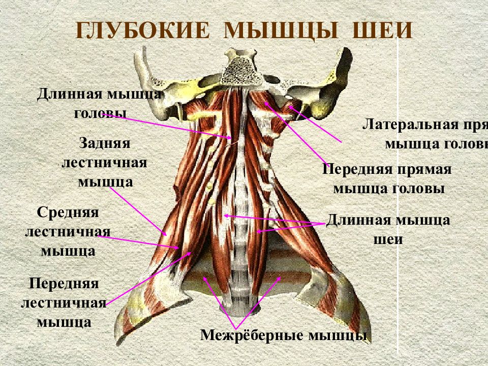 Глубокие мышцы шеи. Глубокие мышцы шеи вид спереди. Поверхностные мышцы шеи сзади. Поверхностные мышцы шеи вид сзади. Поверхностные срединные и глубокие мышцы шеи вид сбоку.