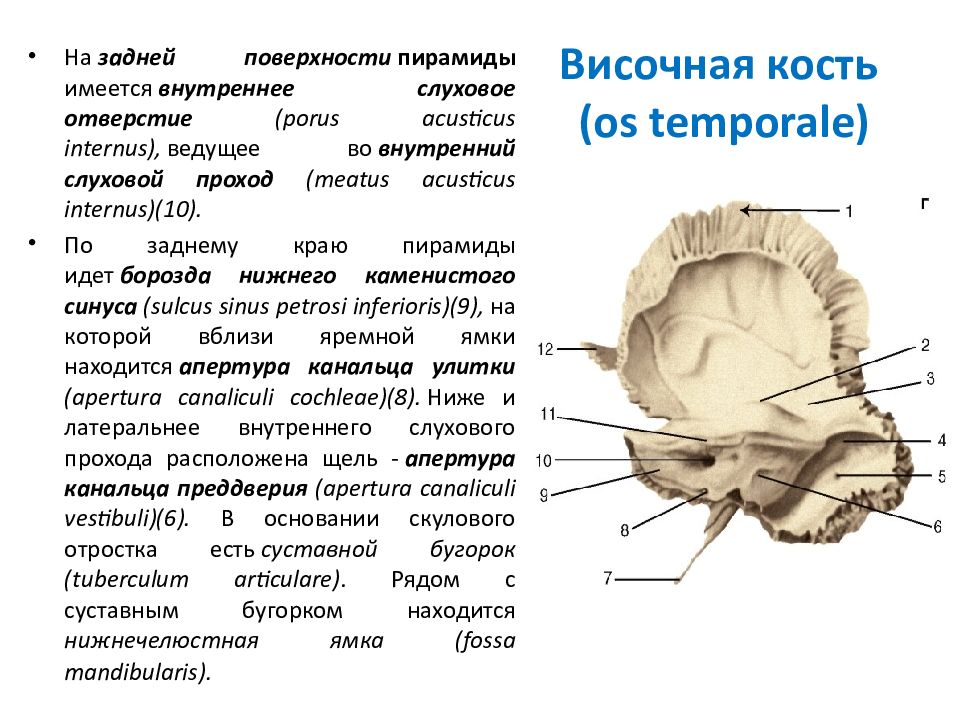 Где находится височная кость. Височная кость строение Синельников. Височная кость шилососцевидное отверстие. Височная кость анатомия кратко. Височная кость тройничное вдавление.