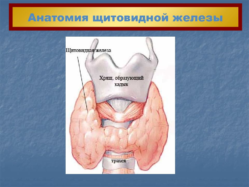 Анатомия щитовидной железы презентация