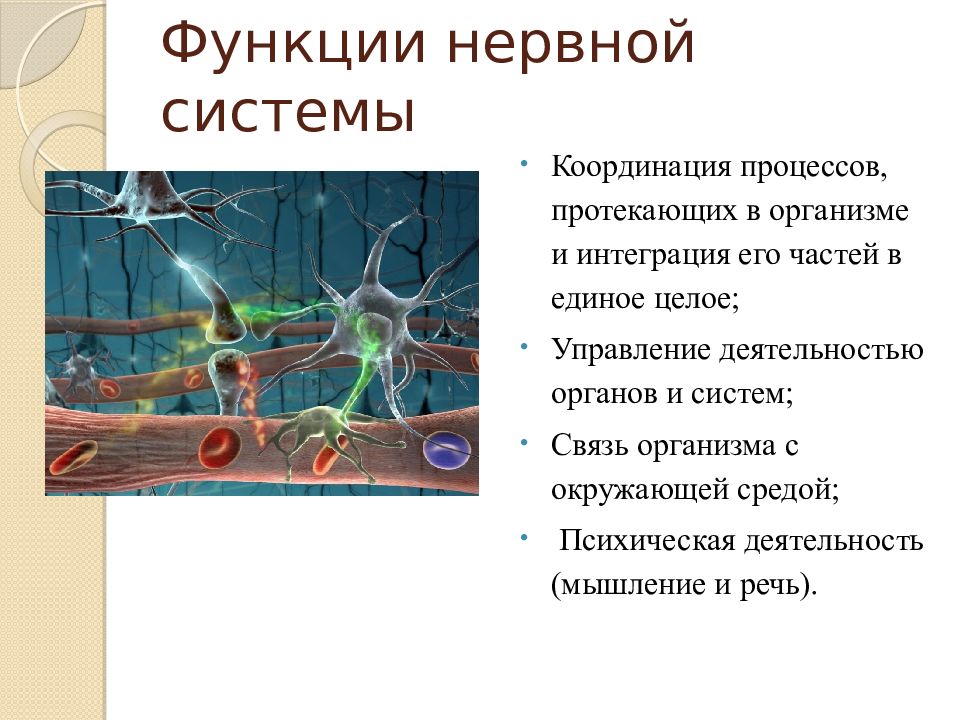 Нервная система презентация. Функции нернойсистемы. Функции нервной системы. Функции нервной системы человека. Основные функции нервной системы.