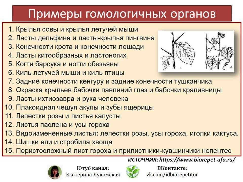 Органы гомологичные усики гороха. Аналогичные и гомологичные органы растений. Гомологичные и аналогичные органы. Гомологи и аналоги. Крылья птицы и бабочки гомологичные органы и аналогичные органы.