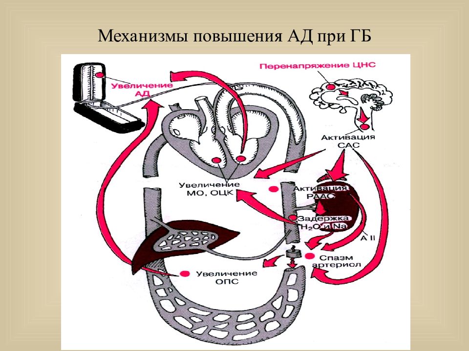 Механизм повышения. Механизм повышения артериального давления. Механизм повышения ад.