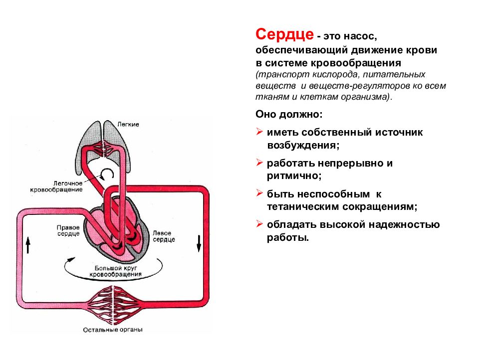 Легочное кровообращение. Регуляция легочного кровообращения. Легочный кровоток.