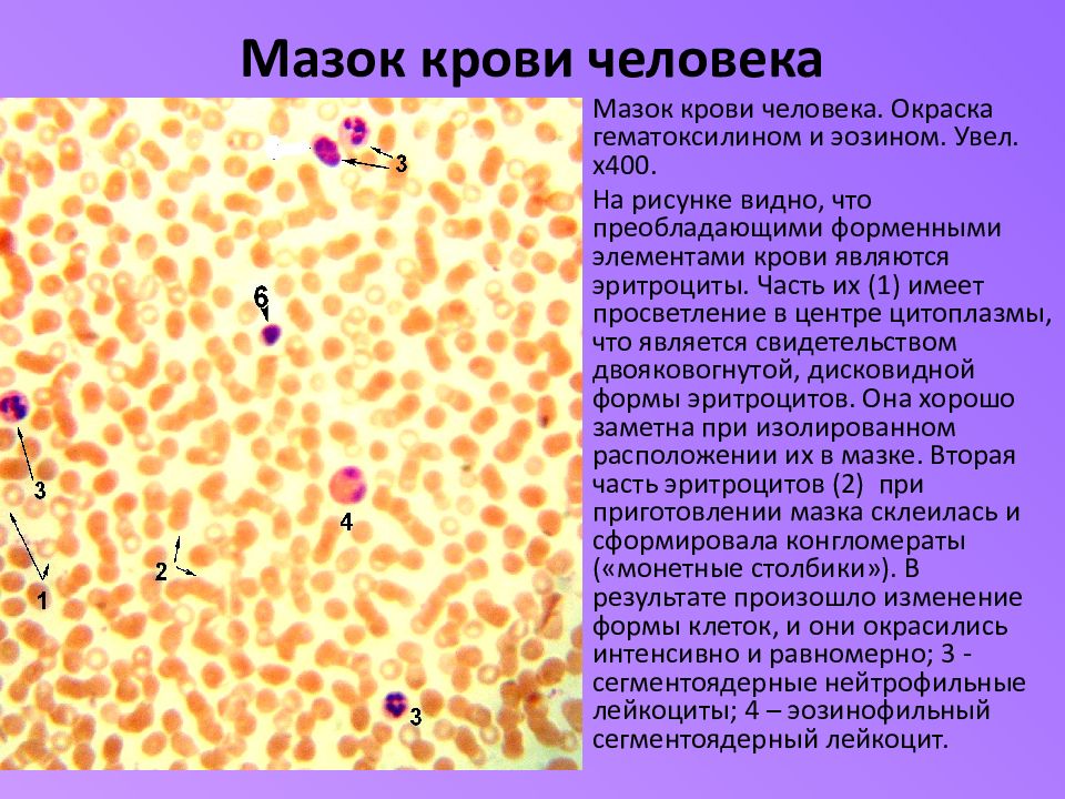 Цитоплазма эритроцитов человека