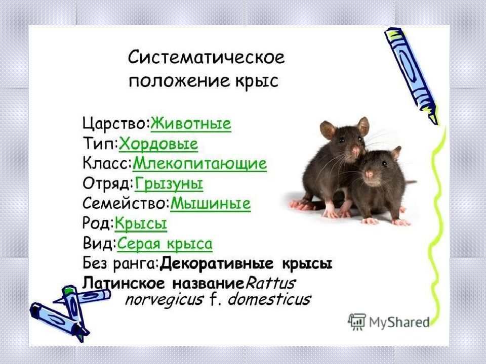Биологическая классификация крысы. Крыса царство Тип класс отряд семейство род. Крыса царство Тип класс отряд. Систематика крысы.