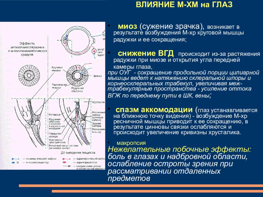 Сужает зрачки общий эффект воздействия. Миоз механизм. Механизм сужения и расширения зрачка. Сужение зрачка вызывают препараты.