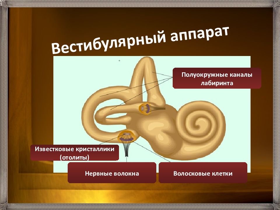 Вестибулярный аппарат в ухе человека. Известковые кристаллики вестибулярный аппарат. Волосковые клетки вестибулярного аппарата. Известковый Кристалл вестибулярного аппарата. Известкой Кристал вестигулярного аппарата.