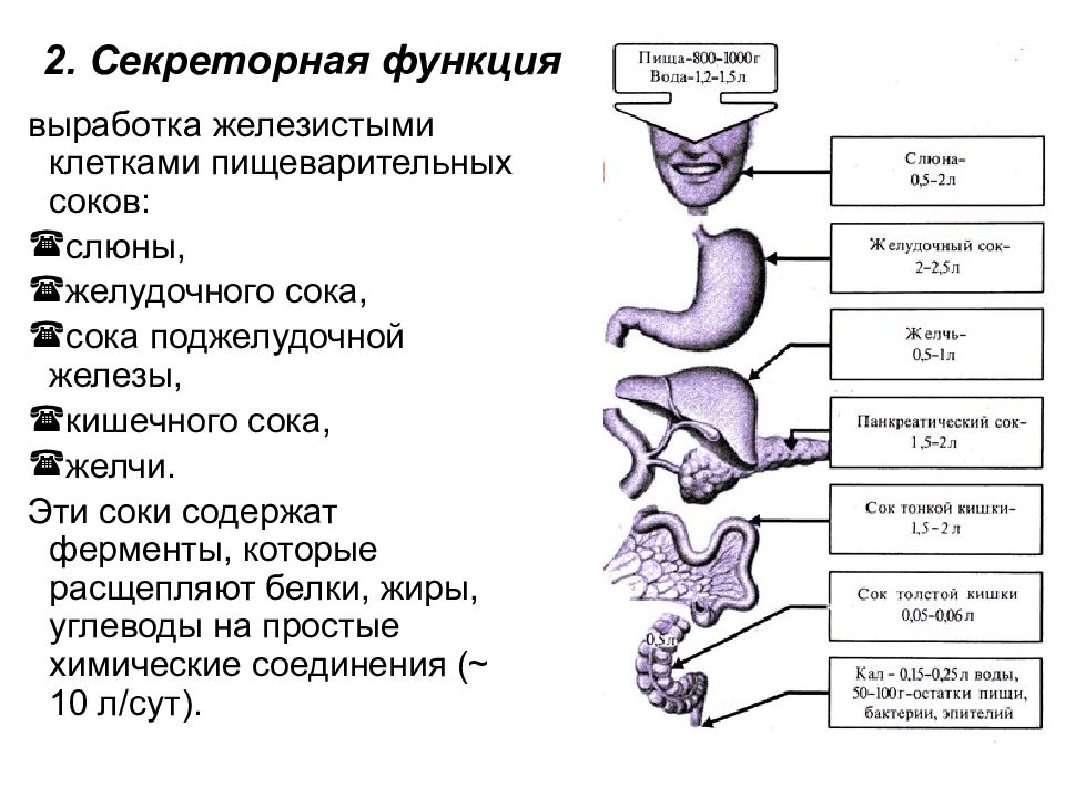 Пищеварительные ферменты и их роль в пищеварении презентация