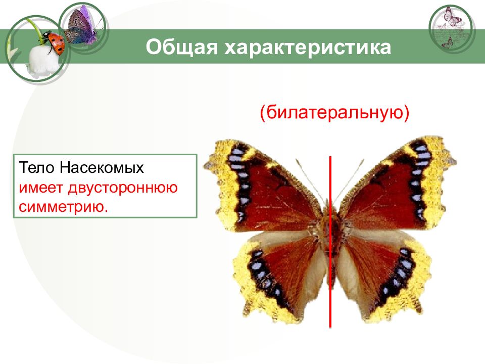 Двустороннюю симметрию имеет. Тип симметрии насекомых. Симметрия класс насекомые. Симметричные насекомые. Симметрия тела насекомых.