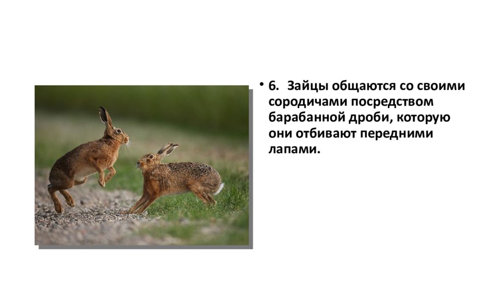 Как говорят зайчики. Интересные факты о зайцах. Дикий заяц. Заяц говорит. Как общаются зайцы.