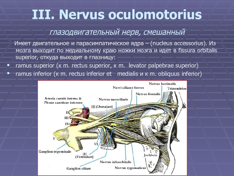 Глазодвигательный нерв мышцы. Глазодвигательный нерв (III пара черепных нервов). Глазодвигательный нерв (n.oculomotorius) иннервирует мышцы:. Nervus oculomotorius глазодвигательный нерв. Топография ядер глазодвигательного нерва.