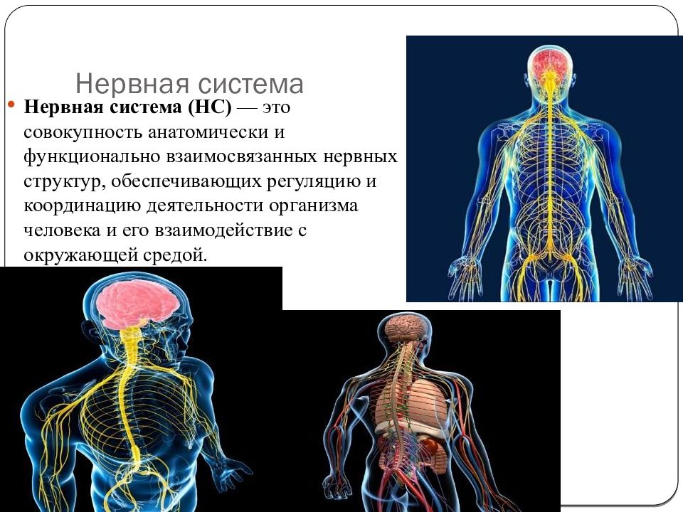 Состав нервной системы. Нервная система человека. Организм человека нервная система. Нервная система биология. Нервная система (НС).