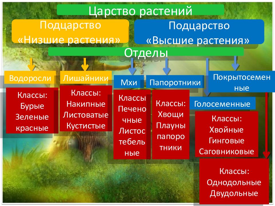 Королевство классы. Царство растений Подцарство высшие. Царство растений 6 класс биология таблица. Систематика растений высшие и низшие растения. Царство растения отдел Папоротниковидные.